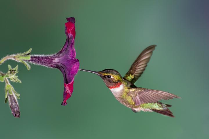 Fascinating Hummingbird Facts 2507